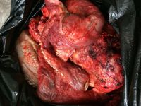 Лот: 11336265. Фото: 3. Обрезь говяжья Мясо для собак... Растения и животные