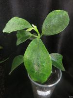 Лот: 13593182. Фото: 3. Hoya magnifica. Растения и животные