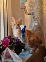 Лот: 19155009. Фото: 9. Котята курильский бобтейл