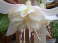 Лот: 4040434. Фото: 3. Фуксия махровая White King. Растения и животные