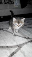 Лот: 7630513. Фото: 3. Кошечка-экзотка. Срочно!. Растения и животные
