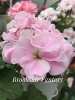 Лот: 12044347. Фото: 3. Пеларгония Brookside Fantasy. Растения и животные