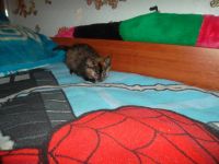 Лот: 4694878. Фото: 6. отдам забавных котят