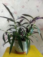 Лот: 14357358. Фото: 7. Рео, подрос.