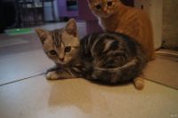 Лот: 13265059. Фото: 4. Шотландская чистокровная девочка. Красноярск