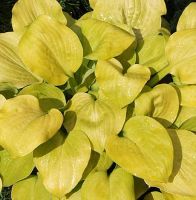 Лот: 25440123. Фото: 3. Хоста Ванилла Крем (hosta Vanilla... Для дачи, дома, огорода, бани, парка