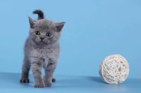 Лот: 7767242. Фото: 5. Шотландские плюшевые котята ,с...