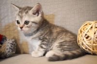 Лот: 7222505. Фото: 2. Прямоухая шотландская кошечка... Животные и уход