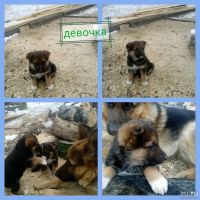Лот: 13212220. Фото: 6. Щенки немецкой овчарки,осталось...