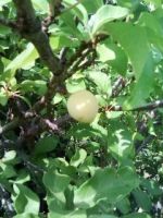 Лот: 14288443. Фото: 2. Саженец сливы (или обмен). Семена, рассада, садовые растения