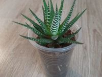 Лот: 16084417. Фото: 2. Суккулент Хавортия взрослое растение. Комнатные растения и уход