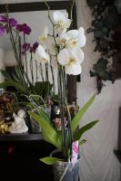 Лот: 5465786. Фото: 4. Орхидея Phalaenopsis 2 стрелы... Красноярск