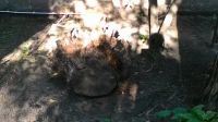 Лот: 5884143. Фото: 3. Пень, для интерьера участка. Домашний быт
