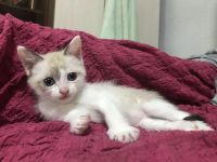 Лот: 19240694. Фото: 5. Котята в добрые руки