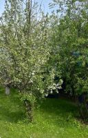 Лот: 25290618. Фото: 13. 1-комн. дача , садоводческое товарищество...