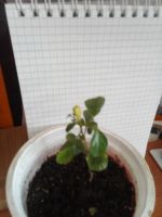 Лот: 15891623. Фото: 4. Муррайя цветет. Красноярск