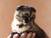 Лот: 3920395. Фото: 4. Кошка шотландская вислоухая. Красноярск