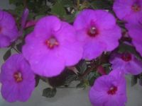 Лот: 3132266. Фото: 2. Ахименес 'Salome' ( цветущий куст... Комнатные растения и уход