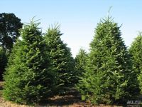 Лот: 13559413. Фото: 4. Пихта бальзамическая (Abies balsamea... Красноярск