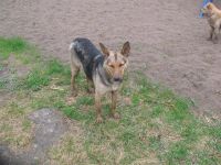 Лот: 1892406. Фото: 2. Мини-Овчарка отдается. Животные и уход