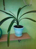 Лот: 8381876. Фото: 2. кливия. Комнатные растения и уход