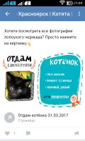Лот: 9386885. Фото: 4. Пушистое счастье в добрые руки. Красноярск