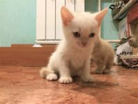Лот: 11033102. Фото: 4. Шотландские котята. Красноярск