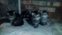 Лот: 5284906. Фото: 2. Отдам в хорошие руки 4-х котят... Животные и уход