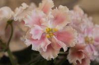 Лот: 5215773. Фото: 2. сортовая фиалка Розовая акварель... Комнатные растения и уход