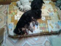 Лот: 7769453. Фото: 2. Йоркширский терьер. Животные и уход