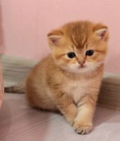 Лот: 20617655. Фото: 2. Котенок британская золотая шиншилла... Животные и уход
