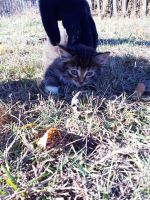 Лот: 12276215. Фото: 3. Котенок. Растения и животные