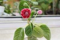 Лот: 3041414. Фото: 5. Глоксиния 2 (цветёт)