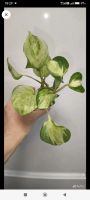 Лот: 16473935. Фото: 2. Сциндапсус "Marble Apple". Комнатные растения и уход