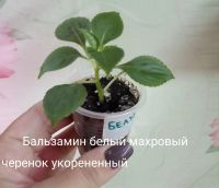 Лот: 10727396. Фото: 4. Бальзамин оранжевый махровый... Красноярск