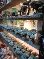 Лот: 18408034. Фото: 2. Цитрария , живое дерево. Семена, рассада, садовые растения