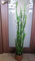 Лот: 23282356. Фото: 2. Молочай трехгранный, взрослый. Комнатные растения и уход