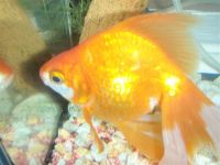 Лот: 1046096. Фото: 2. аквариум с золотой рыбкой. Аквариумистика