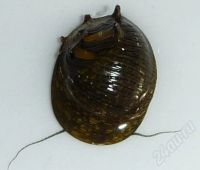 Лот: 346628. Фото: 2. Улитка Clithon corona. Аквариумистика