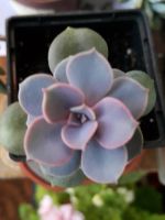 Лот: 9136493. Фото: 2. Эхеверия Жемчужина Нюрнберга Echeveria... Комнатные растения и уход