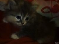 Лот: 6793750. Фото: 4. Подарю котёнка. Красноярск