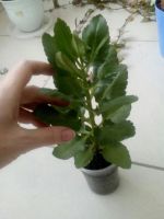 Лот: 9541413. Фото: 4. Каланхое декоративный, цветет... Красноярск