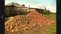 Лот: 8114598. Фото: 2. Картошка Едовая семенная очень... Продукты