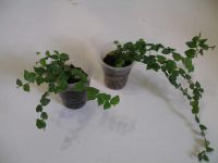 Лот: 5812801. Фото: 3. Фикус pumila 'Minima'. Растения и животные