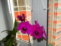 Лот: 7885614. Фото: 4. Молодая орхидея дендробиум. Красноярск