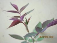 Лот: 5759795. Фото: 5. молодой саженец розы розовый1