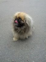 Лот: 2009243. Фото: 2. Пекинес в добрые руки). Животные и уход