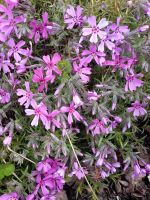 Лот: 9699485. Фото: 2. Флокс (phlox subulata) -розовый... Семена, рассада, садовые растения