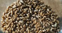 Лот: 9869468. Фото: 2. Семена пшеницы сушеные. Высушенная... Продукты