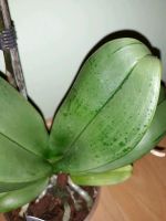 Лот: 12261833. Фото: 4. Орхидея фаленопсис мини. Красноярск